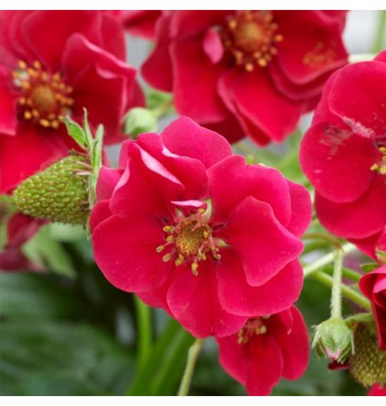 Jagode Summer Breeze Rosa  Ø 10,5