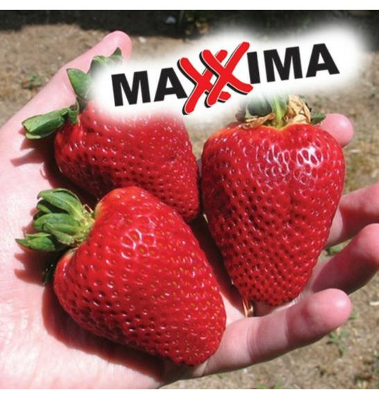 Jagoda Maxxima Ø10,5