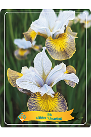 Iris sibirica Uncorked Ø11