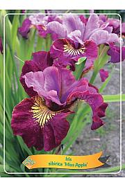Iris sibirica Miss Apple Ø11