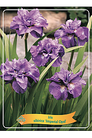 Iris sibirica Imperial Opal Ø11
