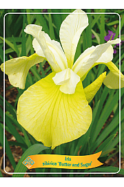 Iris sibirica Butter and Sugar Ø11
