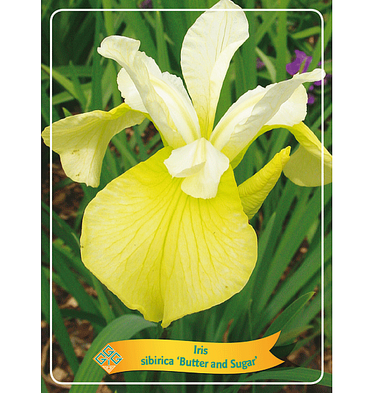 Iris sibirica Butter and Sugar Ø11
