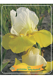 Iris germanica Tulip Festival Ø11