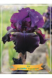 Iris germanica Superstition Ø11