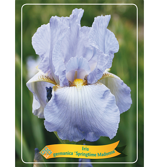 Iris germanica Springtime Madonna Ø11