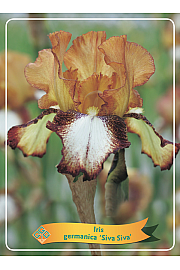 Iris germanica Siva Siva Ø11