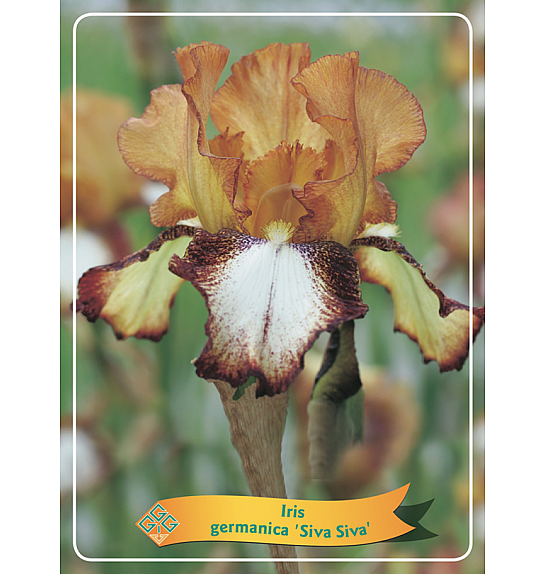 Iris germanica Siva Siva Ø11