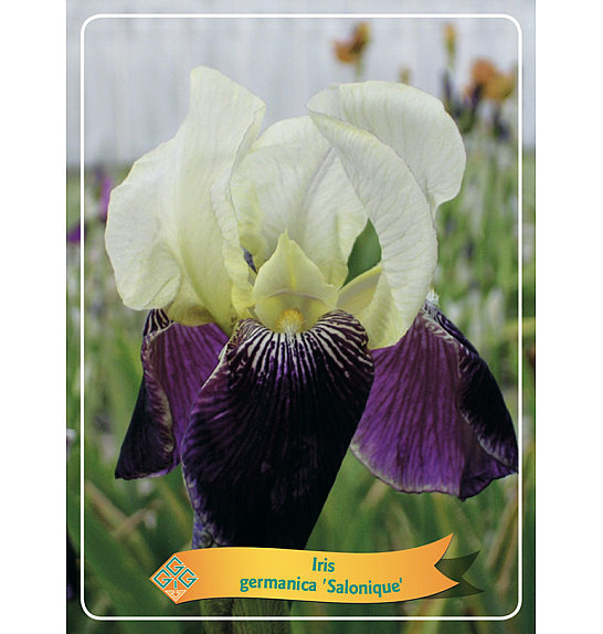 Iris germanica Salonique Ø11