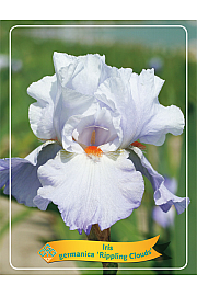 Iris germanica Rippling Clouds Ø11