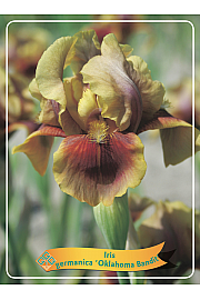 Iris germanica Oklahoma Bandit Ø11