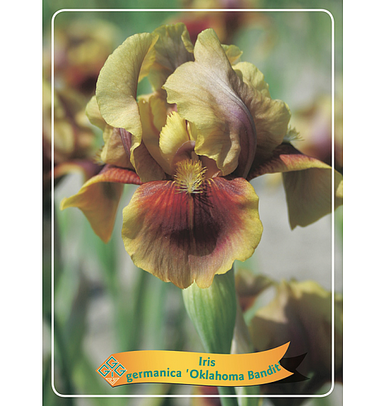 Iris germanica Oklahoma Bandit Ø11