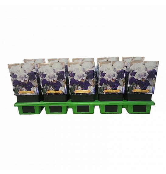 Iris germanica Night Edition Ø11