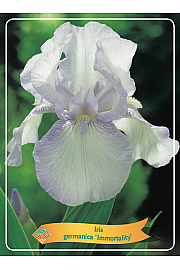 Iris germanica Immortality Ø11