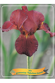 Iris germanica Fabulous Jeanet Ø11