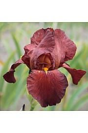 Iris germanica Fabulous Jeanet Ø11