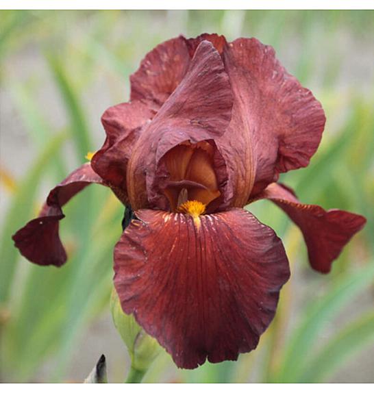 Iris germanica Fabulous Jeanet Ø11