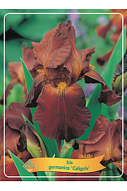 Iris germanica Caligula Ø11