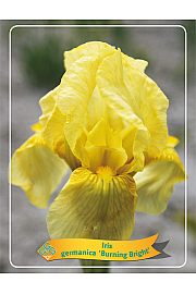 Iris germanica Burning Bright Ø11