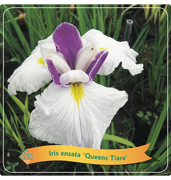 Iris ensata Queens Tiara C5 Lit.