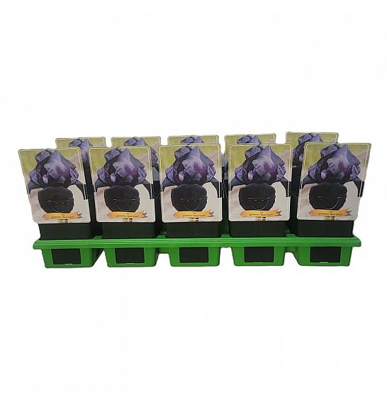 Iris germanica Black Watch Ø11
