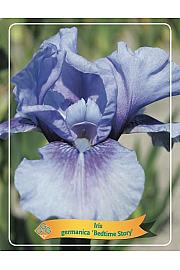 Iris germanica Bedtime Story Ø11