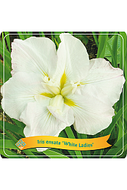 Iris ensata White Ladies C5 Lit.