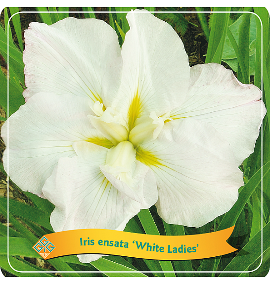 Iris ensata White Ladies C5 Lit.