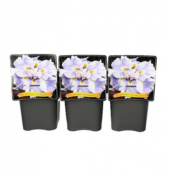 Iris ensata Wave Action ® C5 Lit.