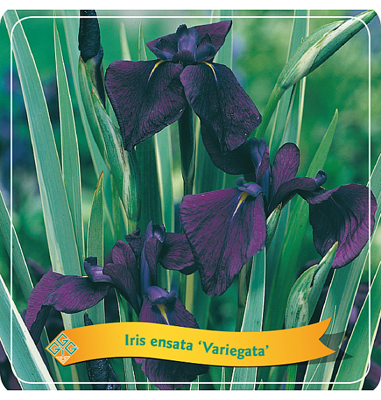 Iris ensata Variegata C5 Lit.