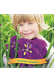 Iris ensata Sensation C5 Lit.