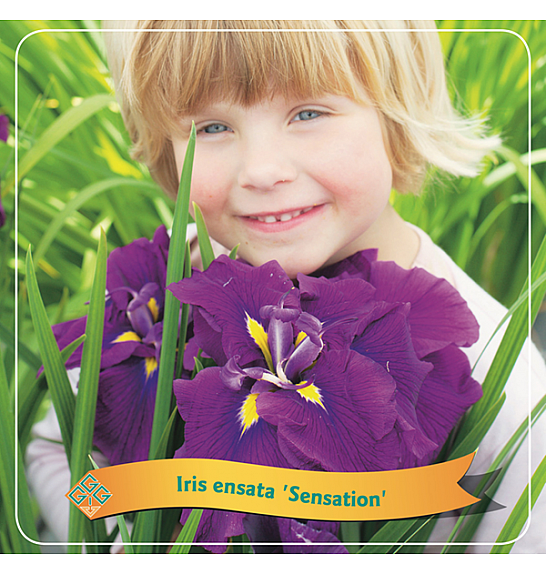 Iris ensata Sensation C5 Lit.