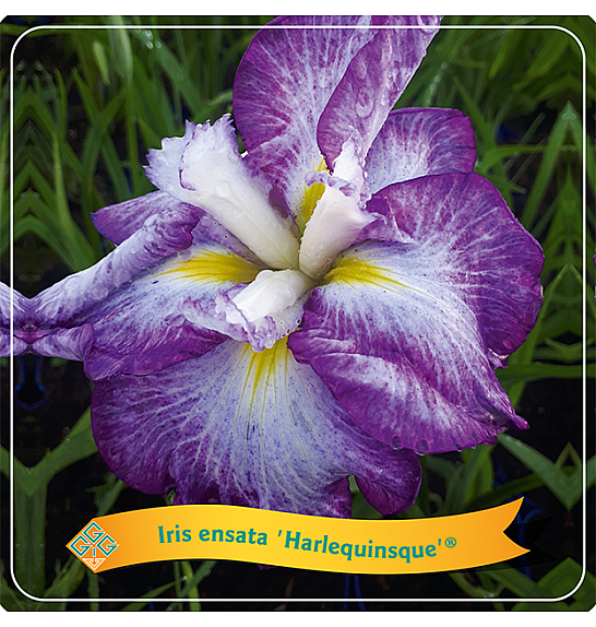 Iris ensata Harlequinsque® C5 Lit.