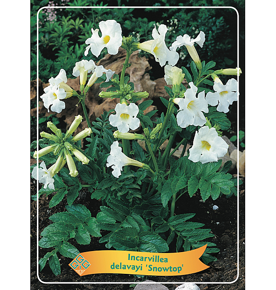 Incarvillea delavayi Snowtop Ø11