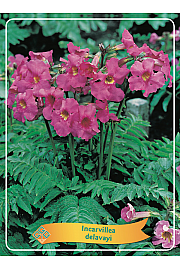 Incarvillea delavayi Ø11