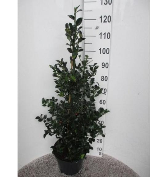 Ilex meserveae Heckenfee C10 Lit. Piramida 80-100 cm