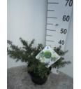 Ilex crenata Stokes C5 Lit. 40-50 cm