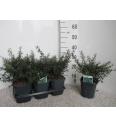 Ilex crenata Stokes C2 Lit. 20-30 cm