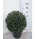 Ilex crenata Stokes C15 Lit. Krogla 40 cm