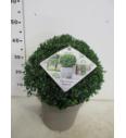 Ilex crenata Stokes C10 Lit. Krogla 35-40 cm