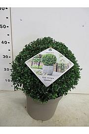 Ilex crenata Stokes C10 Lit. Krogla 35 cm