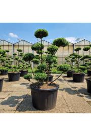 Ilex crenata Impala® C230 Lit. 150-175 cm Bonsai