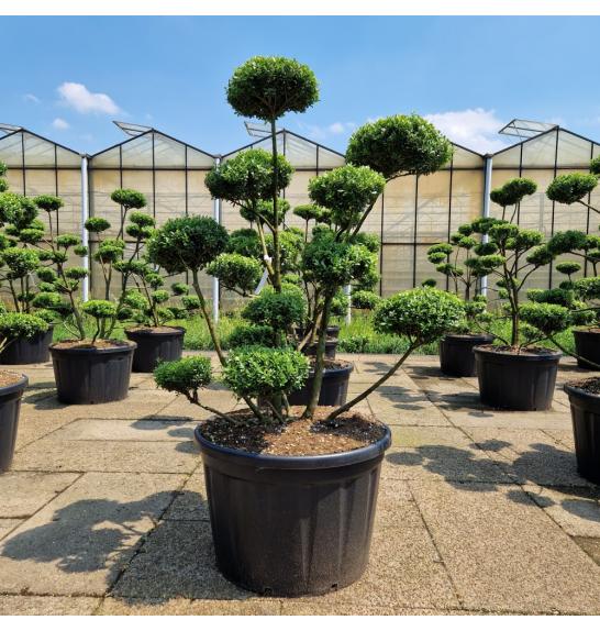 Ilex crenata Impala® C230 Lit. 150-175 cm Bonsai
