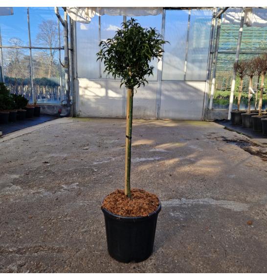 Ilex aquifolium Heckenzwerg C11 Lit. Na steblu 40 cm Krogla