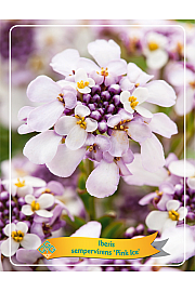 Iberis sempervirens Pink Ice Ø11