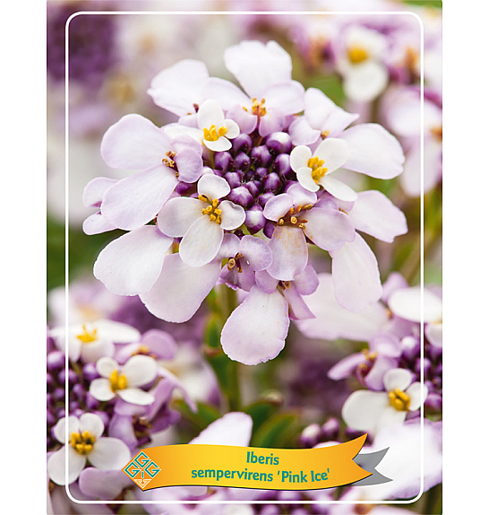 Iberis sempervirens Pink Ice Ø11