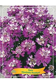 Iberis Absolutely Amethyst Ø11