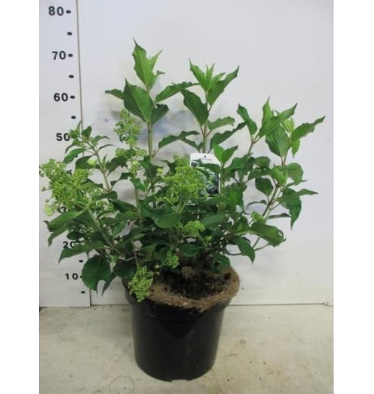 Hydrangea paniculata Kyushu C7,5 Lit. 40-50 cm