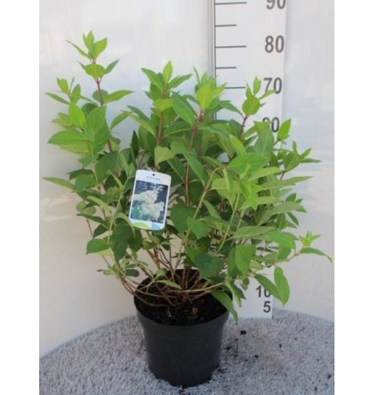 Hydrangea paniculata Grandiflora C7,5 Lit. 40-50 cm