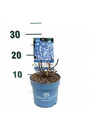 Hydrangea macrophylla The Original® Blue C1,5 Lit. 10-15 cm